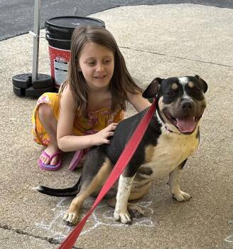 American Bulldog and Pit Bull Terrier Dogs Available for Adoption - Lila | PetCurious