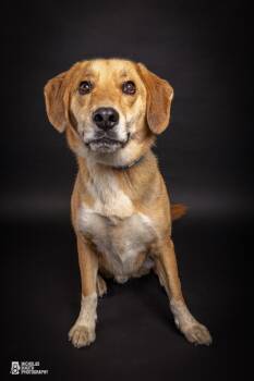 Link -  Beagle and Labrador Retriever Dog for Adoption in Hoffman Estates, Illinois - Link | PetCurious