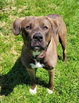 Astro -  Labrador Retriever and Black Mouth Cur Dog Available for Adoption in Lisbon, Ohio - Astro | PetCurious