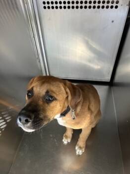 Rescue Mixed Breed Dogs for Adoption in Fort Worth, Texas - 59710786 | PetCurious