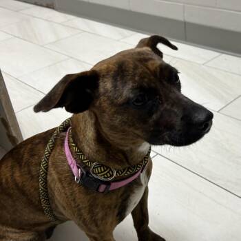 Chihuahua Dogs Available for Adoption in Lufkin, Texas - Bean | PetCurious