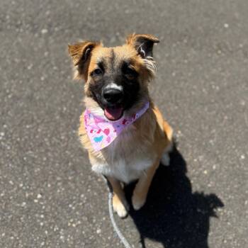 Mimi -  Spaniel and Mixed Breed Dog for Adoption in Newberg, Oregon - Mimi | PetCurious
