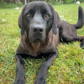 Beaux -  Black Labrador Retriever Dog for Adoption in Sequatchie, Tennessee - Beaux | PetCurious