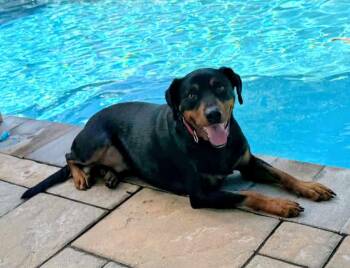 Duke -  Labrador Retriever and Doberman Pinscher Dog for Adoption in Georgetown, Kentucky - Duke | PetCurious