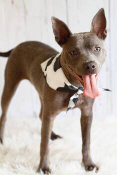 Rescue Terrier Dogs for Adoption in Greenville, South Carolina - Gimlet | PetCurious