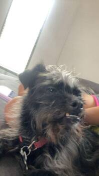 SPONSOR OR FOSTER ME - Shadow -  Terrier Dog for Adoption in Grafton, Wisconsin - SPONSOR OR FOSTER ME - Shadow | PetCurious