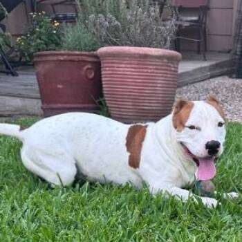 Benson -  Corgi and Jack Russell Terrier Dog for Adoption in Houston, Texas - Benson | PetCurious