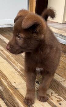 Mixed Breed Dogs Available for Adoption in Little Rock, Arkansas - Cubby | PetCurious