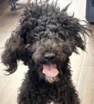 Poodle and Terrier Dogs Available for Adoption in Bloomfield, Connecticut - Pierre | PetCurious