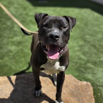 JOE DIRT -  Pit Bull Terrier and Mixed Breed Dog for Adoption in Las Vegas, Nevada - JOE DIRT | PetCurious