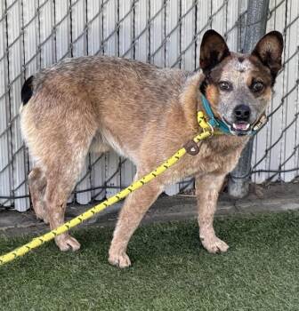 Australian Cattle Dog Blue Heeler Dogs Available for Adoption - *Canyon* | PetCurious