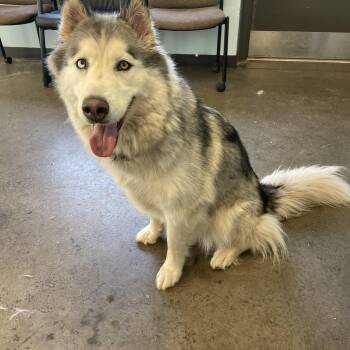 Ama dablam -  Husky Dog Available for Adoption in Mishawaka, Indiana - Ama Dablam | PetCurious