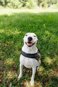 Monica -  Terrier Dog for Adoption in Poplarville, Mississippi - Monica | PetCurious