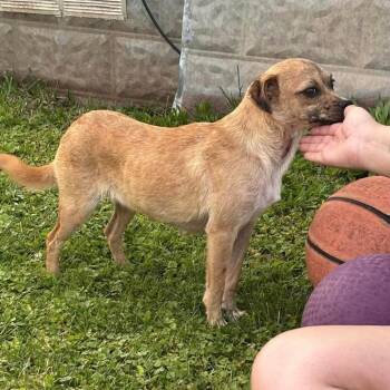 June -  Chihuahua Dog for Adoption in Washington, District Of Columbia - June | PetCurious