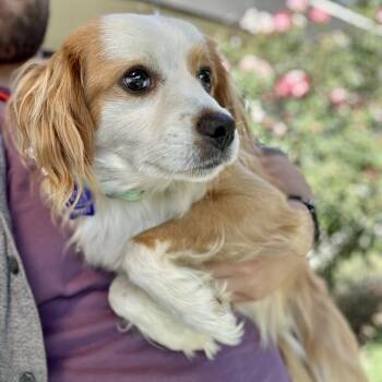 Ben -  Mixed Breed Dog for Adoption in San Francisco, California - Ben | PetCurious