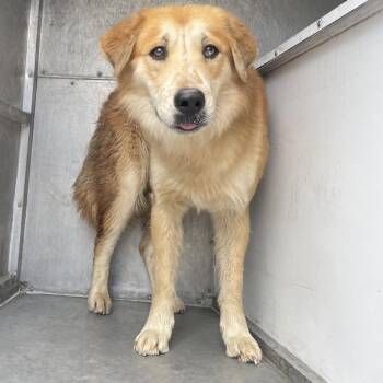 Chow Chow and Mixed Breed Dogs Available for Adoption - Fonzie | PetCurious