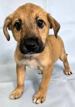 Kayson -  Beagle and Shepherd Dog for Adoption in Morton Grove, Illinois - Kayson | PetCurious