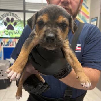 Mixed Breed Dogs Available for Adoption in Lufkin, Texas - Haymitch | PetCurious