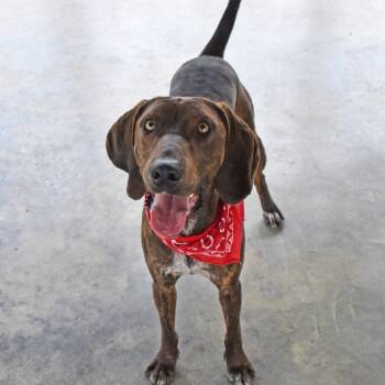 Rescue Plott Hound and Mixed Breed Dogs for Adoption in Columbus, North Carolina - Brisket | PetCurious