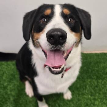 Beau -  Mixed Breed Dog for Adoption in Columbia, Missouri - Beau | PetCurious