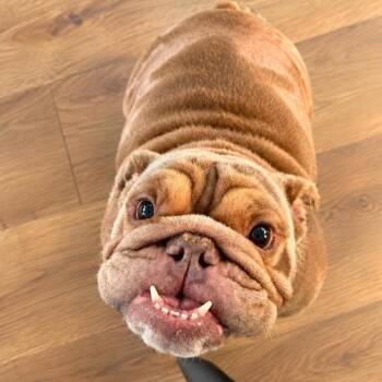 Cassie -  English Bulldog Dog for Adoption in Baton Rouge, Louisiana - Cassie | PetCurious