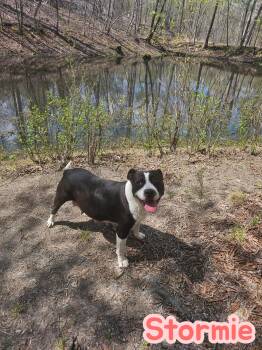 Mixed Breed Dogs Available for Adoption in Holly Springs, North Carolina - Stormie- Storm Litter Mom | PetCurious