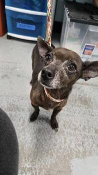Chihuahua Dogs Available for Adoption in Sacramento, California - Ducky | PetCurious