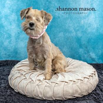 Hope -  Terrier Dog for Adoption in Las Vegas, Nevada - Hope | PetCurious