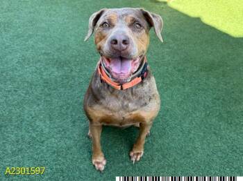 GINGER -  Mixed Breed Dog for Adoption in West Palm Beach, Florida - GINGER | PetCurious