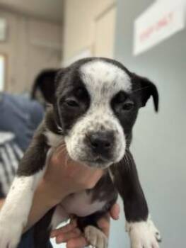Cookie -  Mixed Breed and Pit Bull Terrier Dog for Adoption in Standish, Michigan - Cookie | PetCurious