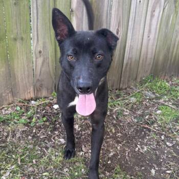 Pit Bull Terrier Dogs Available for Adoption in Corsicana, Texas - Vincent Van Gogh D46311 | PetCurious