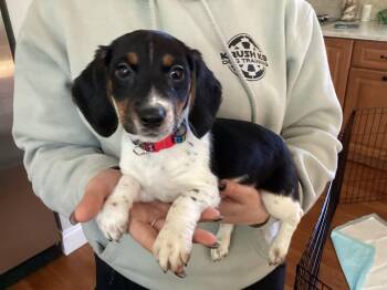 Beagle and Jack Russell Terrier Dogs Available for Adoption - Echo | PetCurious