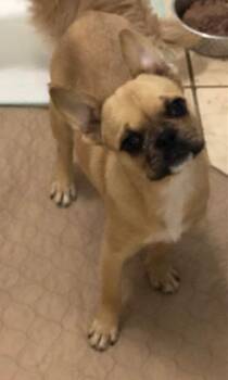 Rescue Pug and French Bulldog Dogs for Adoption in Colleyville, Texas - Saki | PetCurious