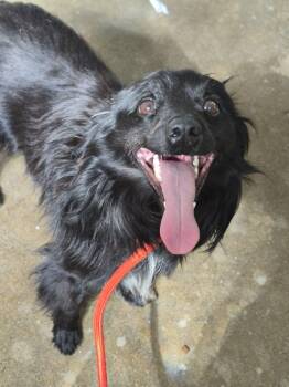 Pomeranian Dogs Available for Adoption in Anderson, Indiana - Dozer | PetCurious