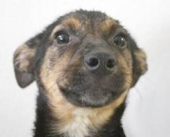 German Shepherd Dog Dogs Available for Adoption in Flagstaff, Arizona - Lacey | PetCurious