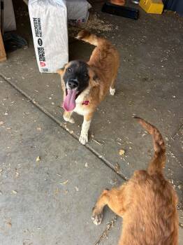 Winnie -  Belgian Shepherd Malinois and Saint Bernard Dog for Adoption in Bellflower, California - Winnie | PetCurious