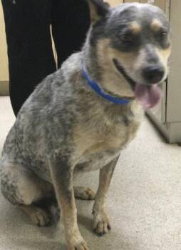 SPROUT -  Australian Cattle Dog Blue Heeler Dog for Adoption in Riverside, California - SPROUT | PetCurious