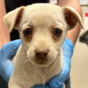 Chihuahua Dogs Available for Adoption - Bippity | PetCurious
