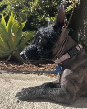 Luna -  Scottish Terrier Dog for Adoption in Corona, California - Luna | PetCurious