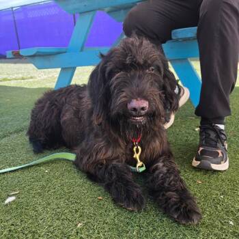 Thor -  Mixed Breed Dog for Adoption - Thor | PetCurious