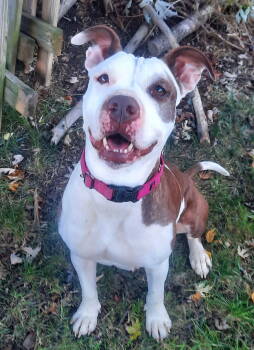 Rescue Pit Bull Terrier Dogs for Adoption in Cuyahoga Falls, Ohio - Honey Bear | PetCurious