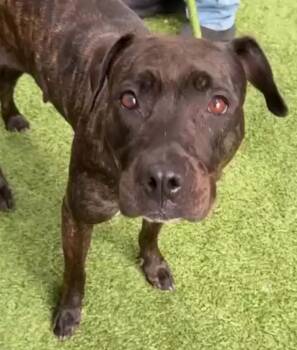 Rain -  Mixed Breed Dog for Adoption in New York, New York - Rain | PetCurious