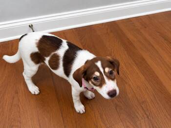 Cowgirl -  Labrador Retriever and Mixed Breed Dog for Adoption in Saugus, Massachusetts - Cowgirl | PetCurious