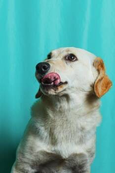 Cemita -  Retriever and Mixed Breed Dog for Adoption in Calgary, Alberta - Cemita | PetCurious