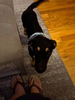 Jolene -  Chihuahua and Miniature Pinscher Dog for Adoption in St. Petersburg, Florida - Jolene | PetCurious