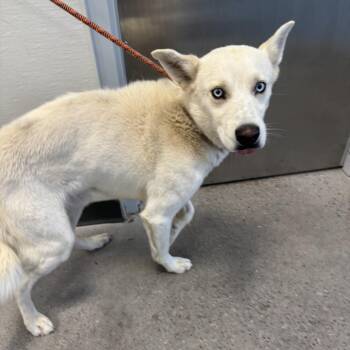 109492 -  Mixed Breed Dog for Adoption in Las Cruces, New Mexico - 109492 | PetCurious