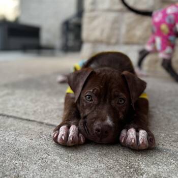 Labrador Retriever and American Staffordshire Terrier Dogs Available for Adoption in Martinez, California - Bodie (Tank) | PetCurious