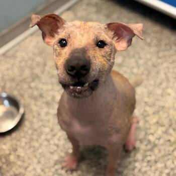 Alfi -  Xoloitzcuintli Mexican Hairless and Pit Bull Terrier Dog for Adoption in Port Richey, Florida - Alfi | PetCurious