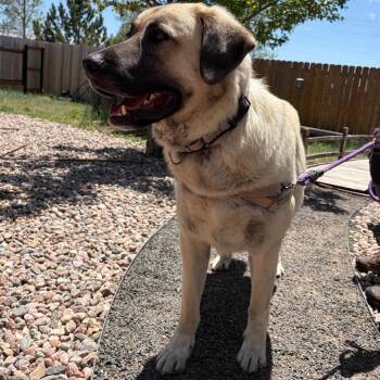 Ace -  Anatolian Shepherd and Mixed Breed Dog for Adoption in Cheyenne, Wyoming - Ace | PetCurious