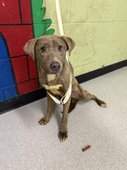 Labrador Retriever and Boxer Dogs Available for Adoption in Indianapolis, Indiana - TRIXIE | PetCurious